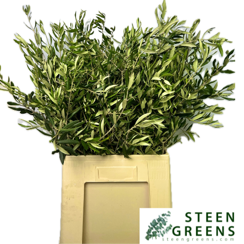 Olea Europaea Foliage: The Easter Greenery Trend (Copy)
