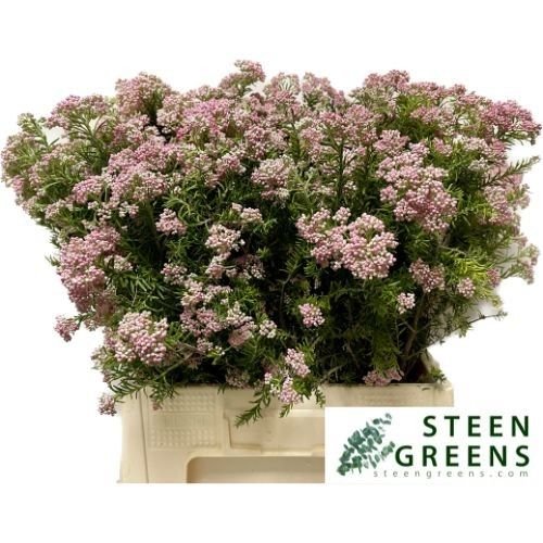 Ozothamnus a valuable seasonal product for the floral trade