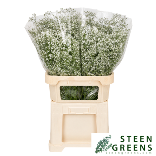 Gypsophila: New Product Available