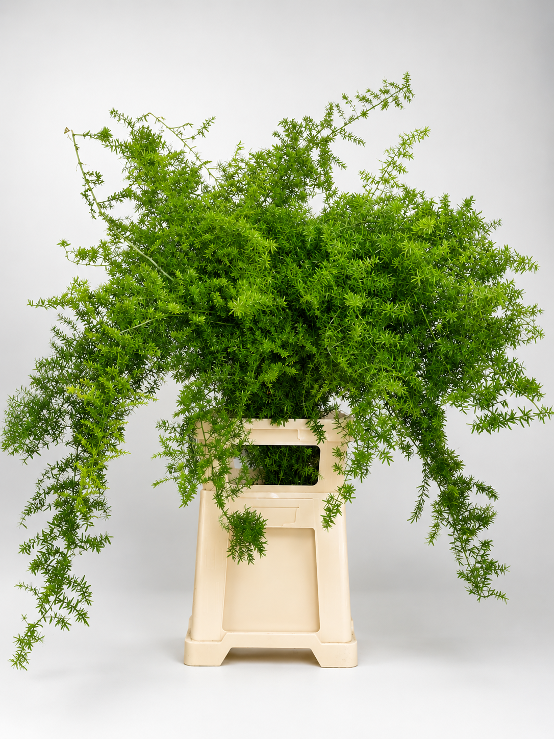 Asparagus Densiflorus Cwebe now available
