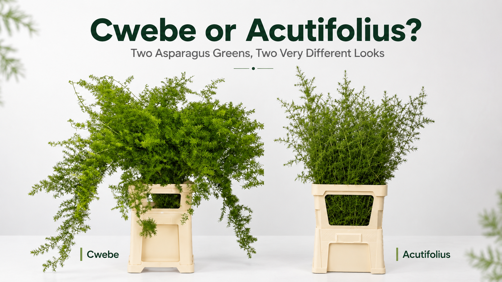 Cwebe or Acutifolius? Two Asparagus Greens, Two Very Different Looks
