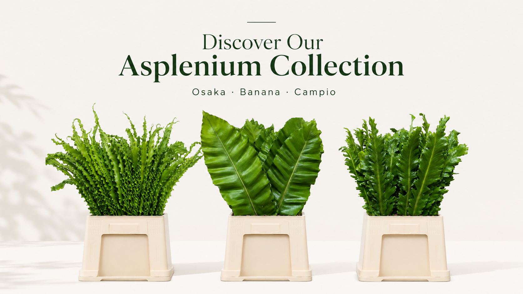 Discover Our Asplenium Collection: Osaka, Banana and Campio