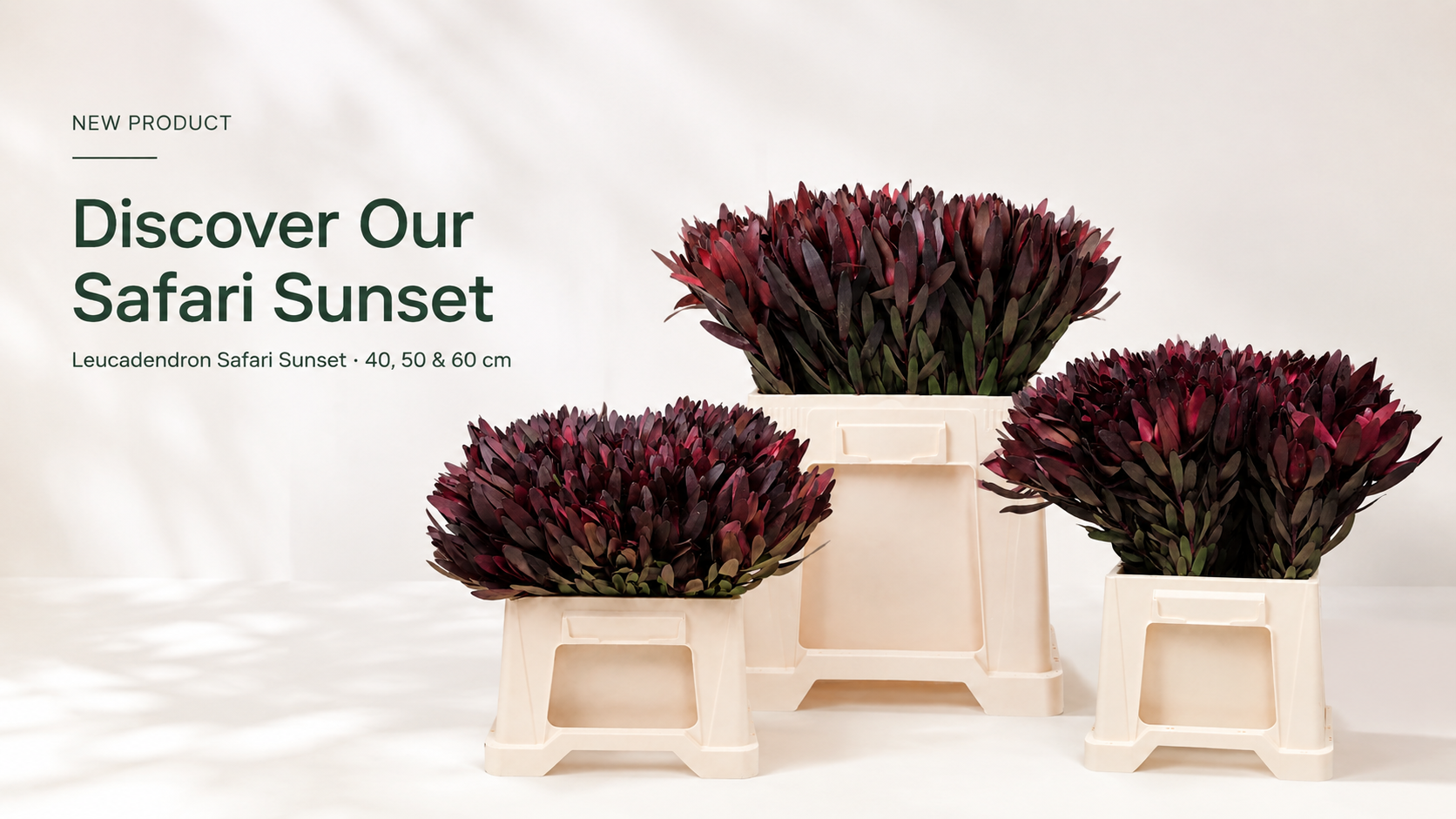 Discover Our Safari Sunset