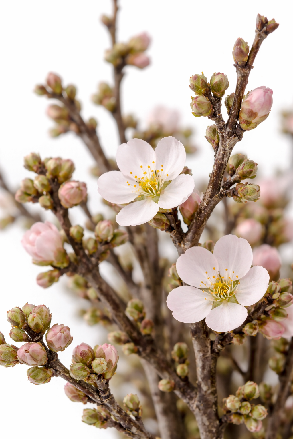 Close-up of Prunus dulcis blossom on flowering branches
