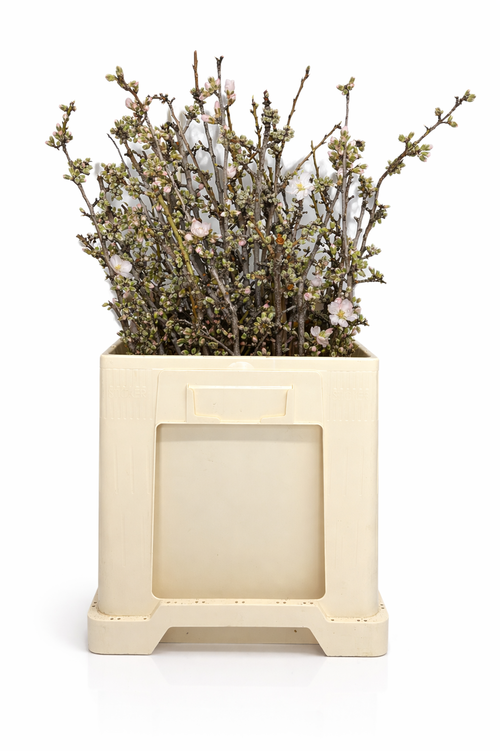 Prunus dulcis (Almond Blossom) flowering branches, Spanish grown, Steen Greens