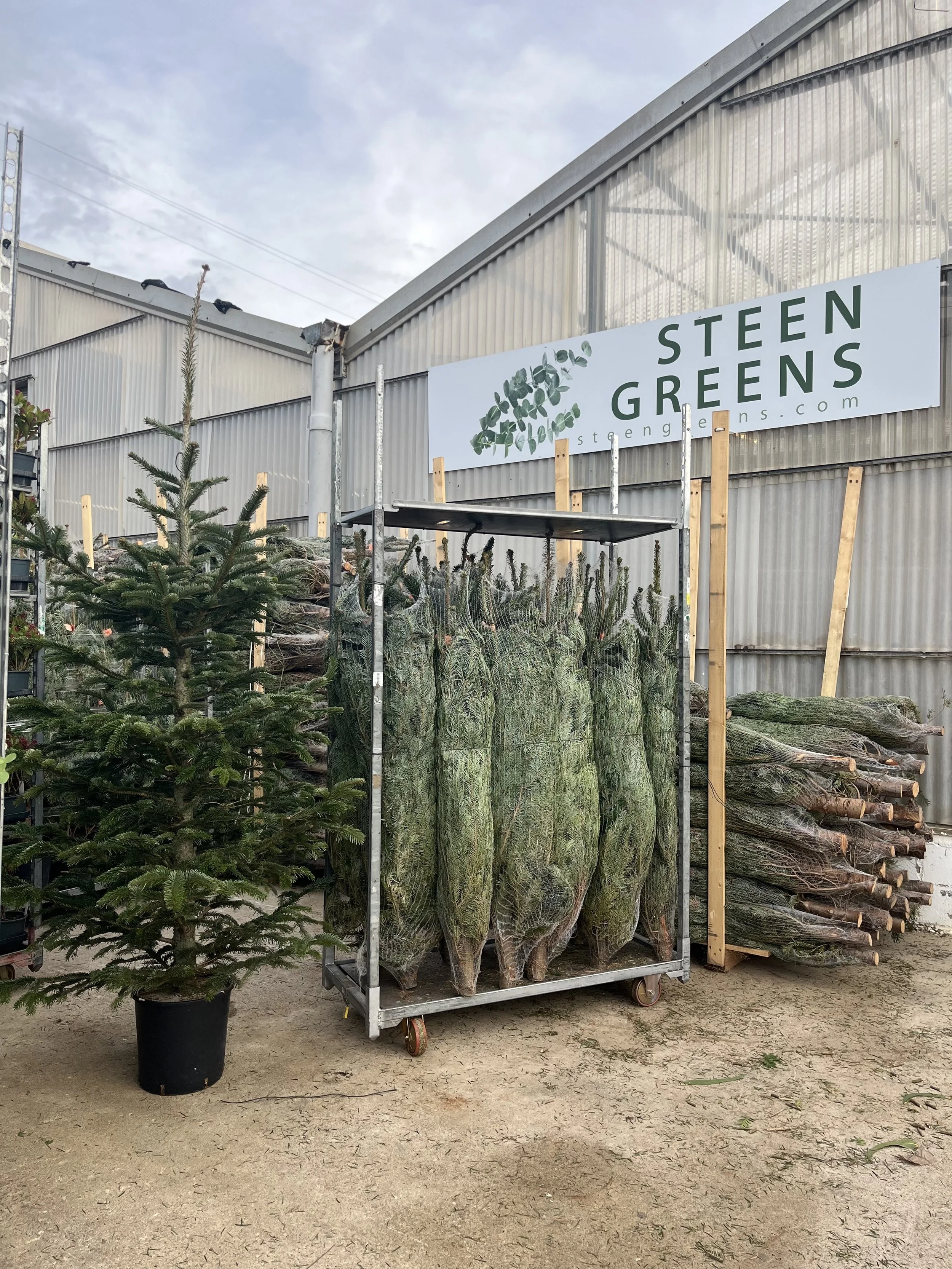 bies nordmanniana Christmas trees ready for distribution at Steen Greens