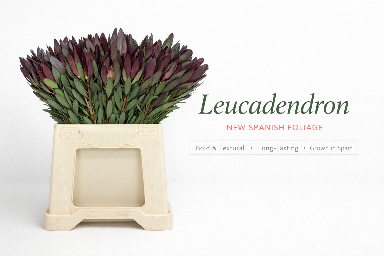 Leucadendron fresh-cut foliage in a white crate on a clean studio background, introducing our new Spanish foliage: bold texture, long-lasting performance, and grown in Spain.