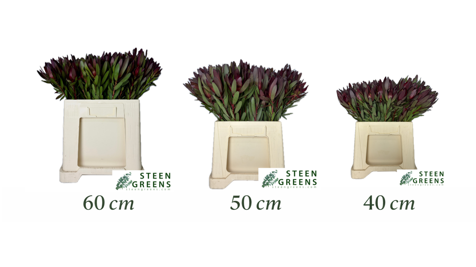 Leucadendron foliage size comparison (40 cm, 50 cm and 60 cm) in crate presentation, professional studio product photo by Steen Greens.