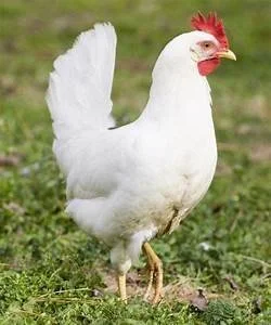 POL Hybrid Pullets — Craigievern Poultry and Pigs