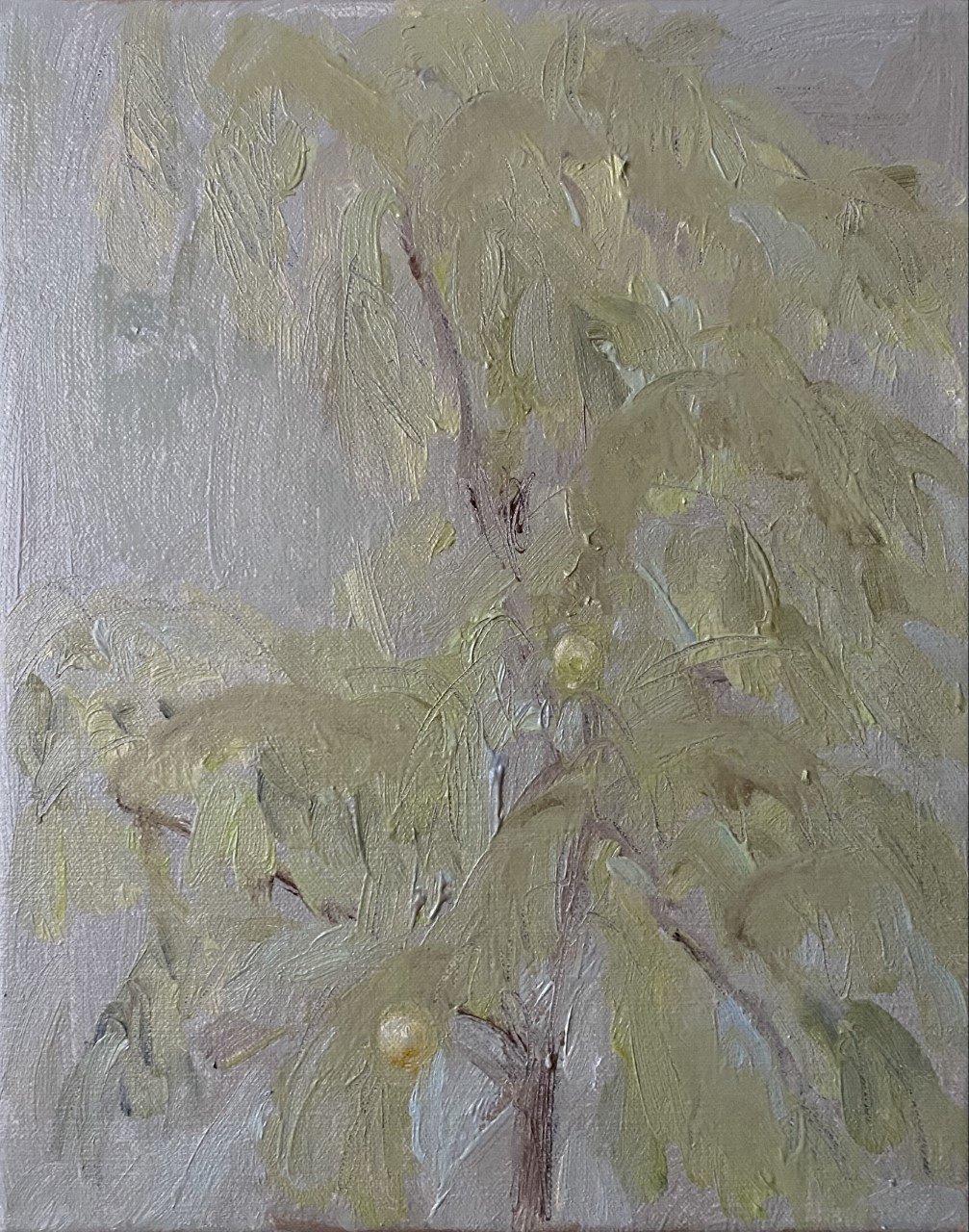 walnut tree lll  oil on linen canvas , 9 x 12"