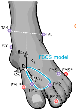 Diagram of acupuncture points on the top of a foot, showing various marked sites and labels for different muscles and points.