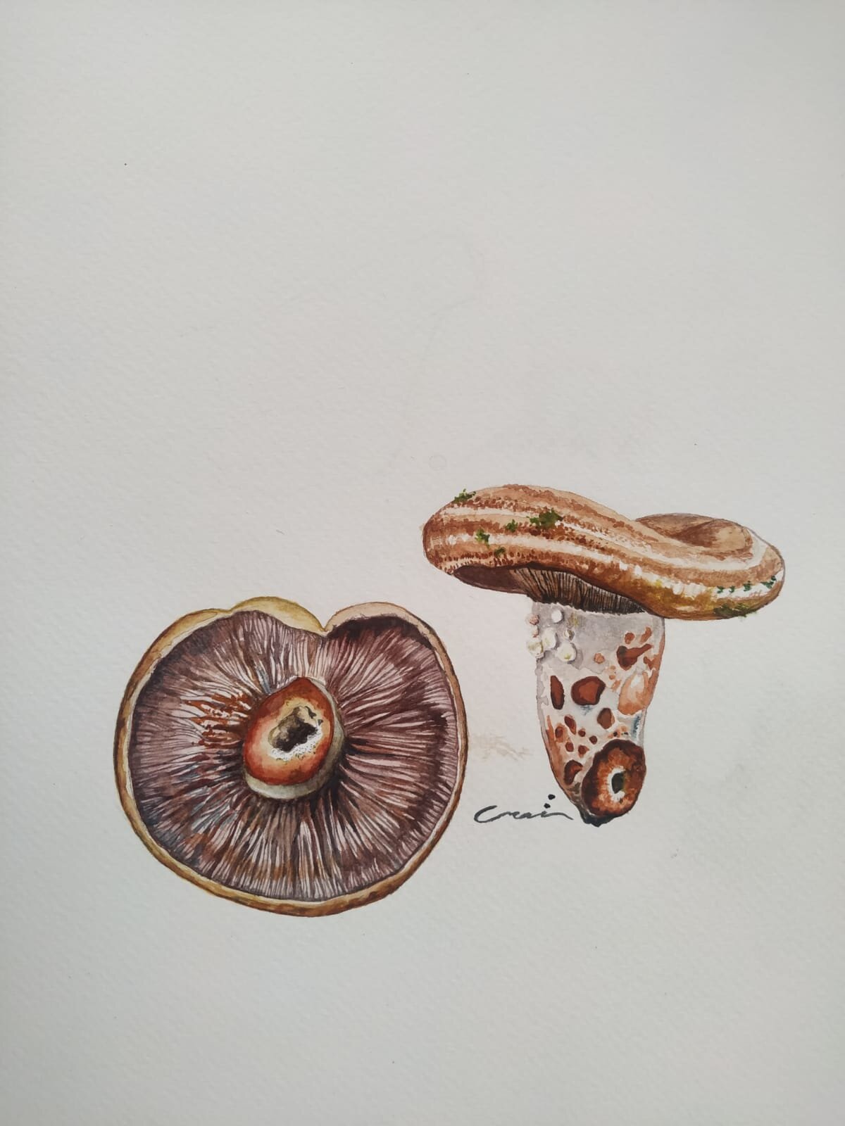 Lactarius sanguifluus
