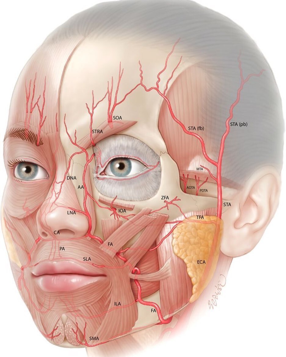 The importance of knowing the anatomy. 

As you can see in this diagram there are multiple large vessels and nerves that run through and around the face.

As a cosmetic injector we must know the facial anatomy like the back of our hand to ensure safe