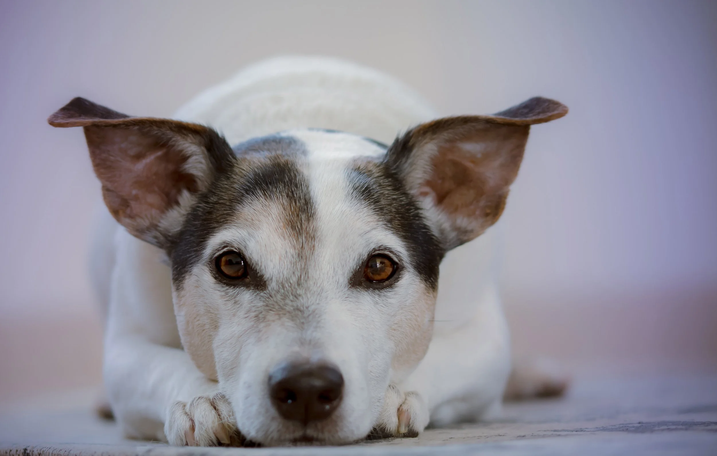 Protect your furry friend: A Sale vet's guide to avoiding common pet hazards