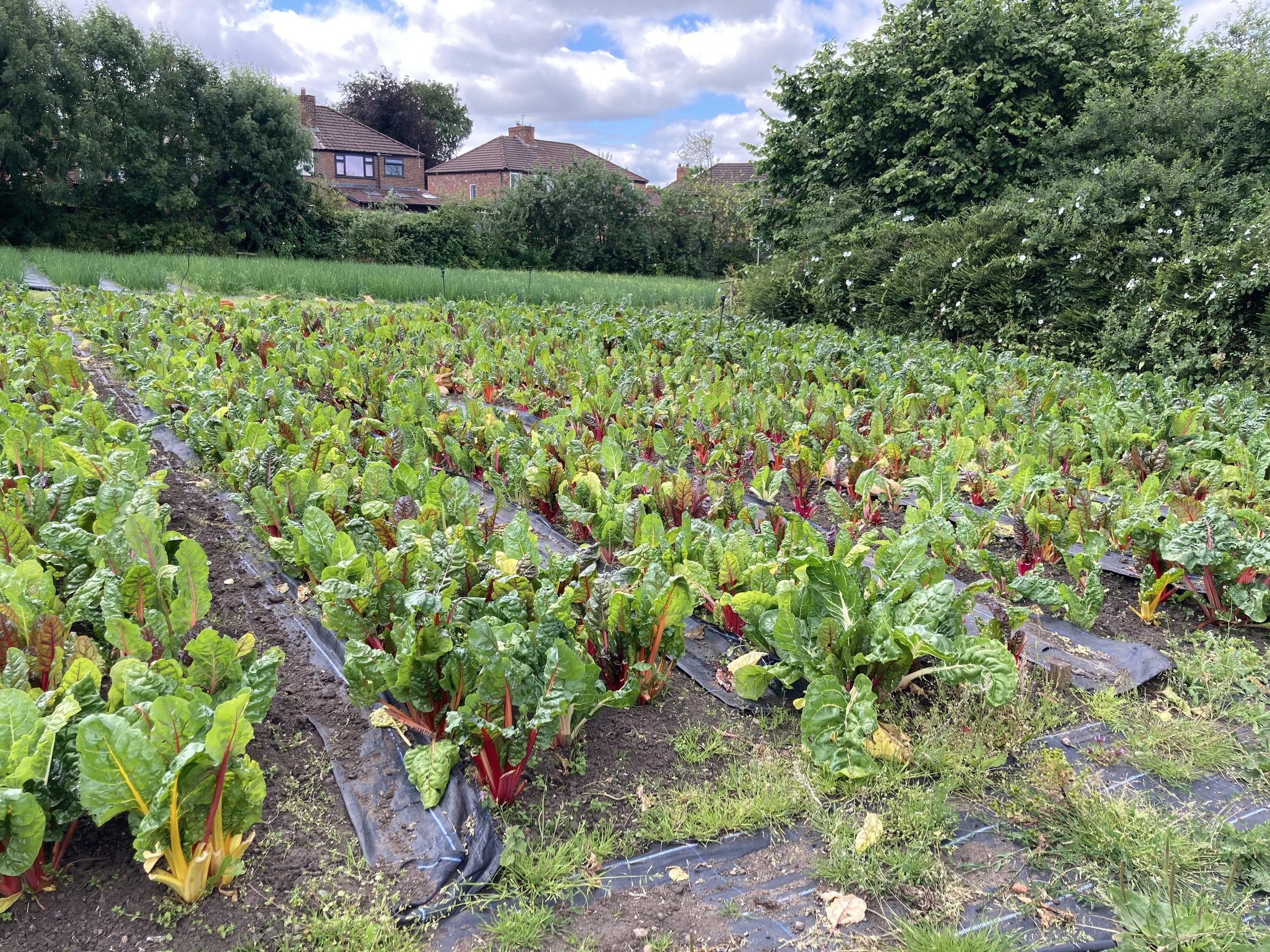 Glebelands Organic Produce: social and volunteer days 2024