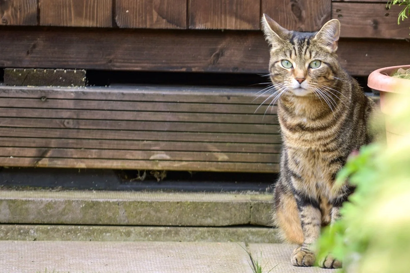 Sale cat owners now risk £500 fines after microchip deadline passes