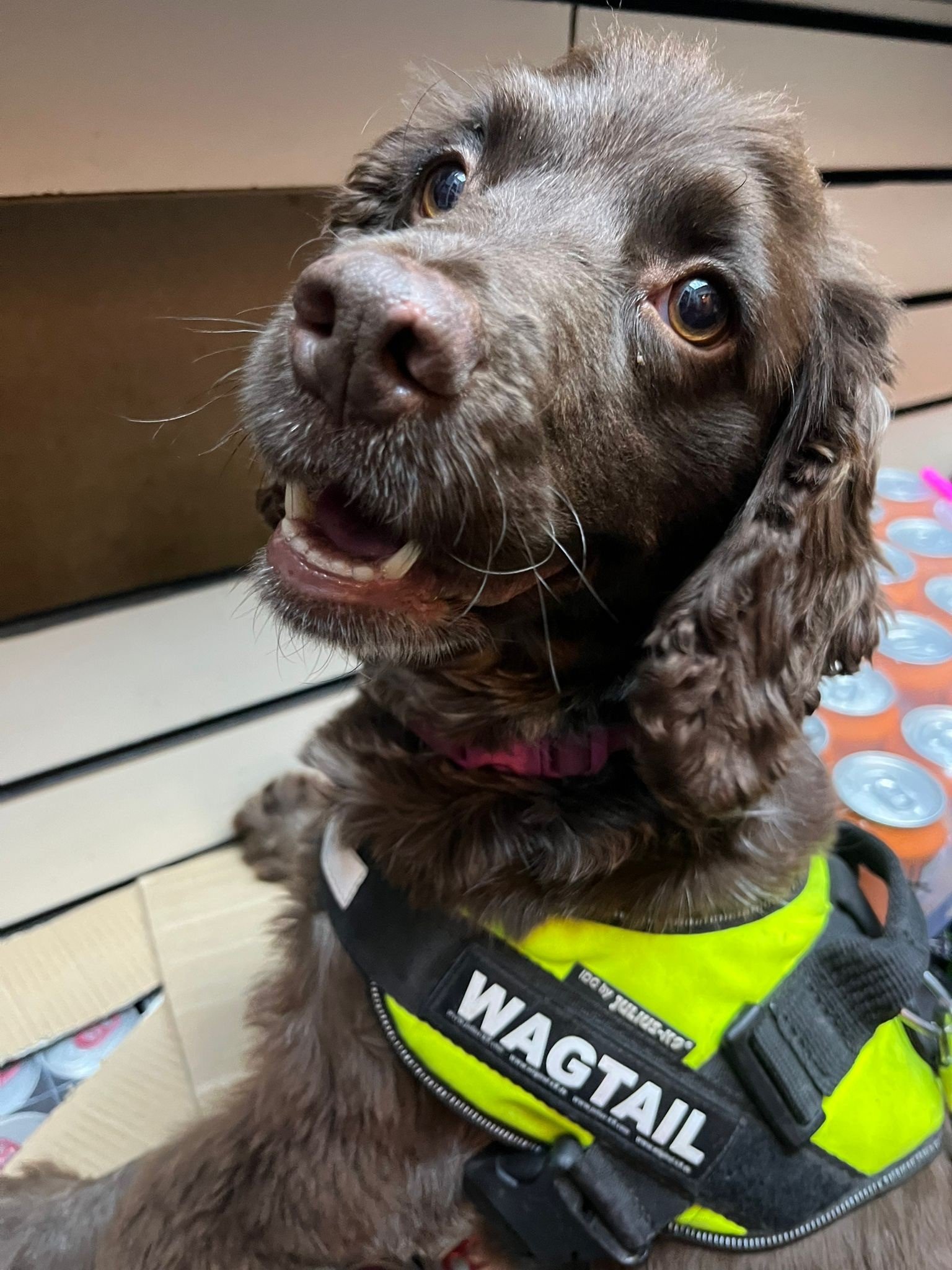 Sale convenience store closed after illegal cigarettes found