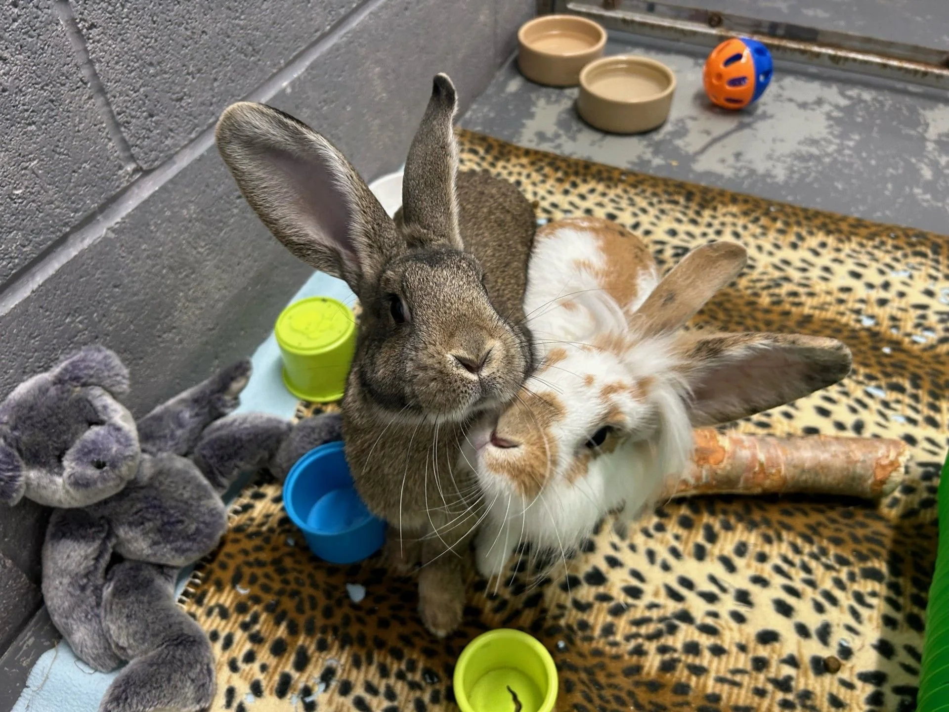 rabbits.jpg