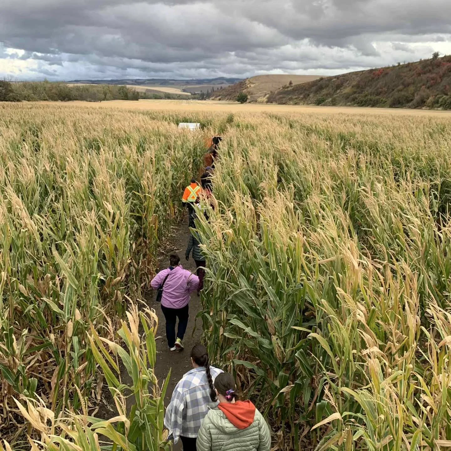 A few more pics from the corn maze 🌽 

Mark your calendars for Friendsgiving November 22 at 6pm!

#convergewallawalla #youngadults #cornmaze