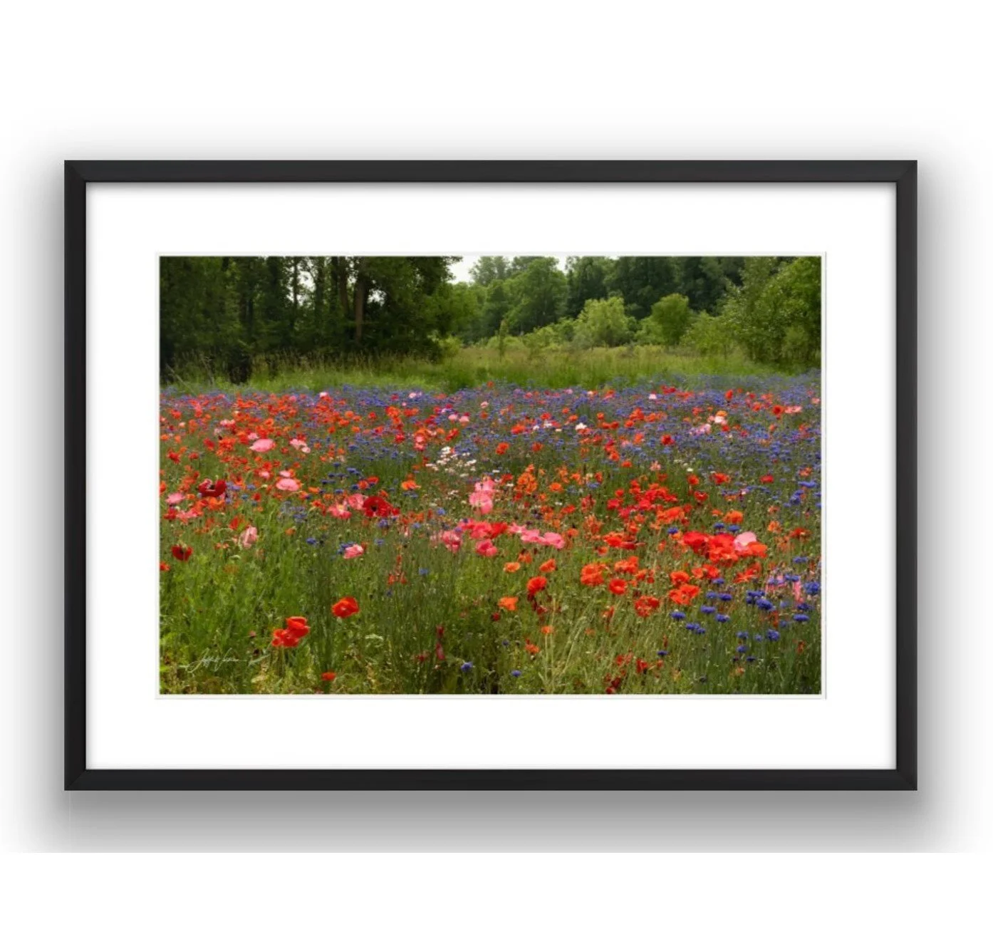 Poppies - 24" x 16"