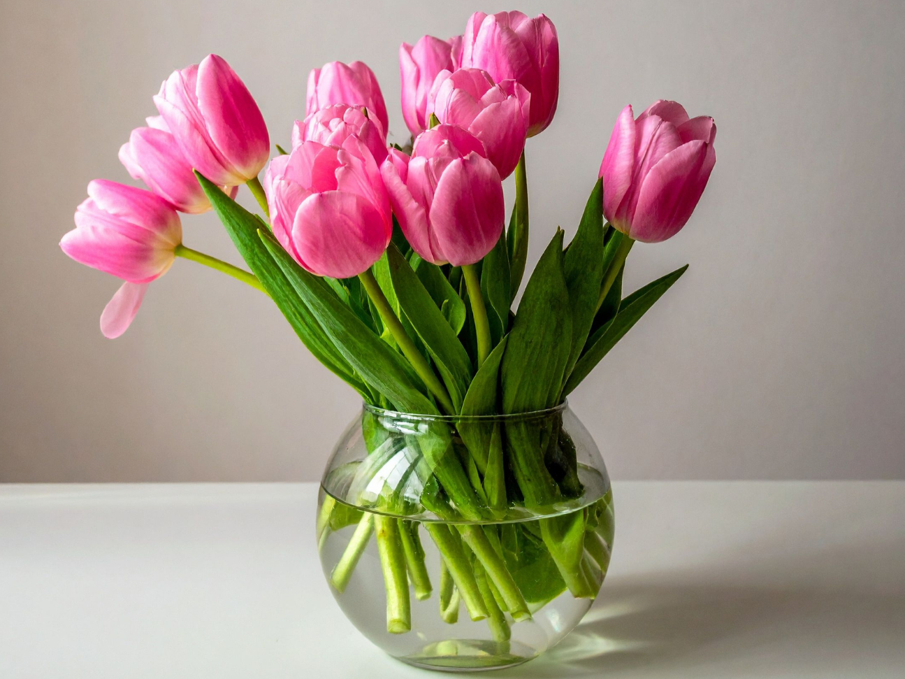 Pink tulips in a clear glass vase with water on a white surface.