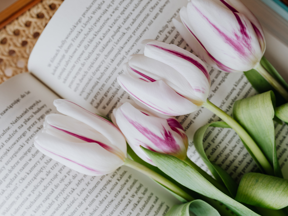 Three white tulips with pink streaks resting on an open book with text.