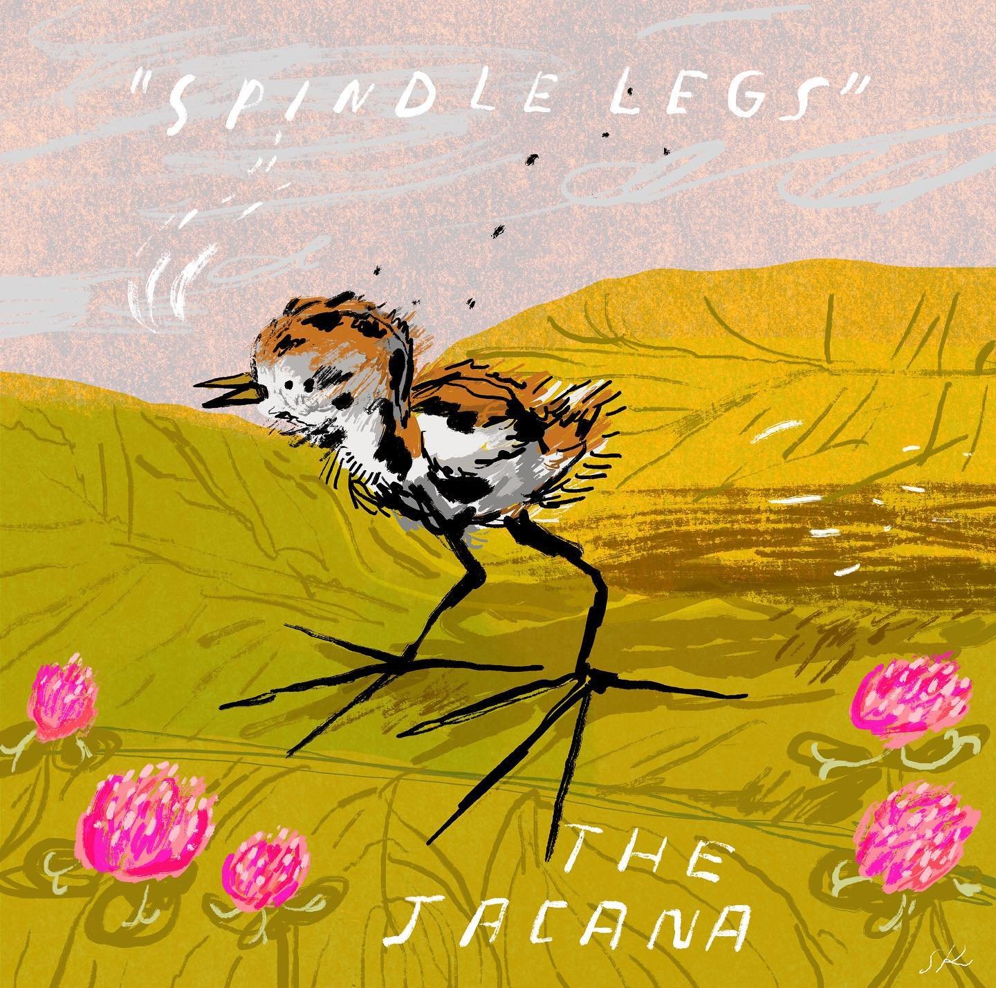 The African Jacana chick hatches able to communicate and walk on their disproportionally large feet!

Thanks @soyadarling for sending me a photo of this fascinating little bird today. I had to draw them, and name them &lsquo;Spindle legs&rsquo;

#ill