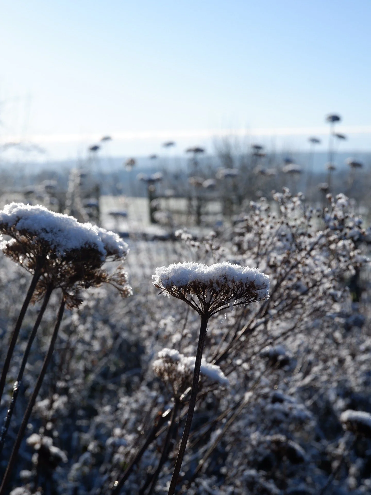 Snow blindness and crystal frosting at the garden this morning.

#flowerfarmer #snowday #sussex