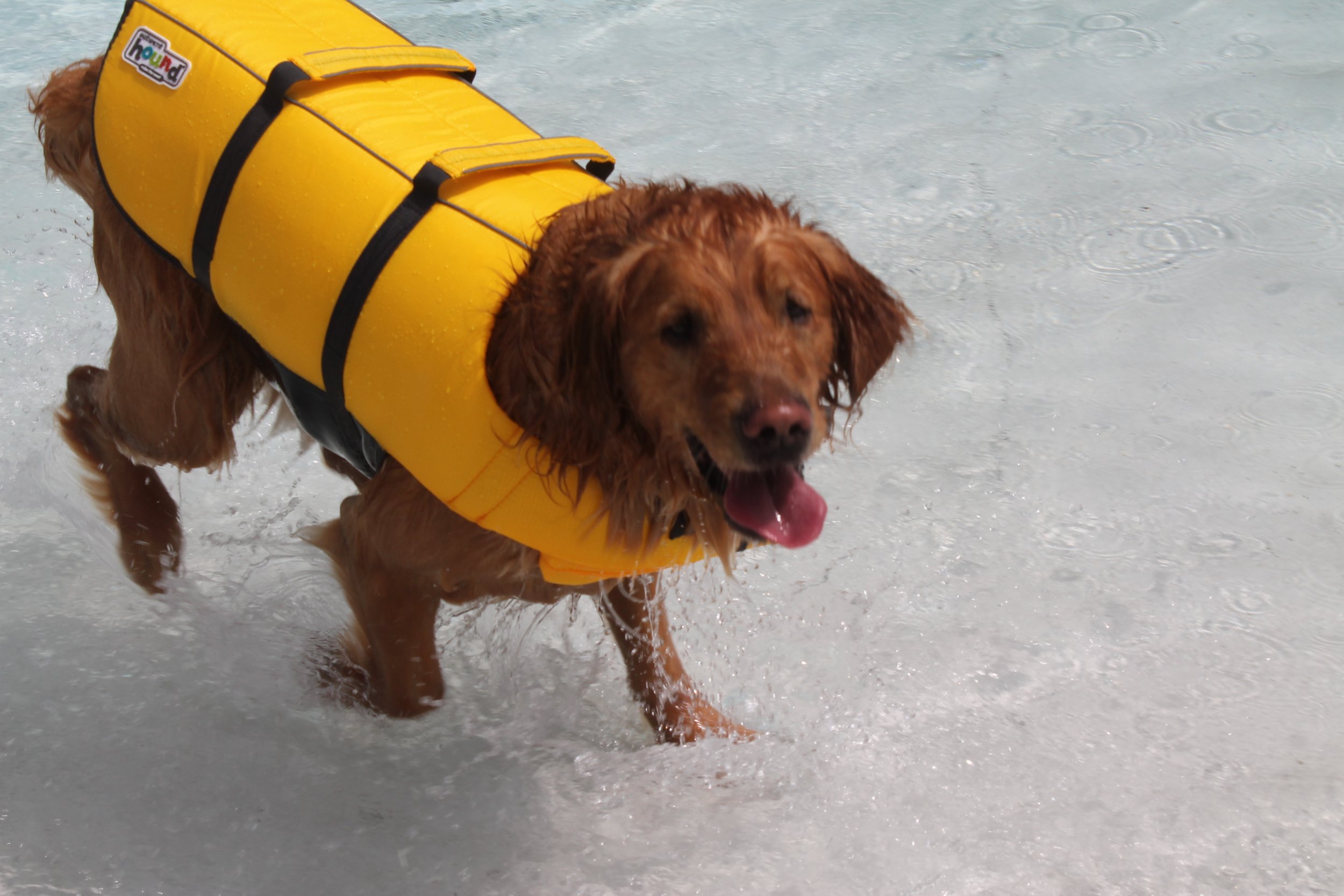 Pooch Plunge 2023