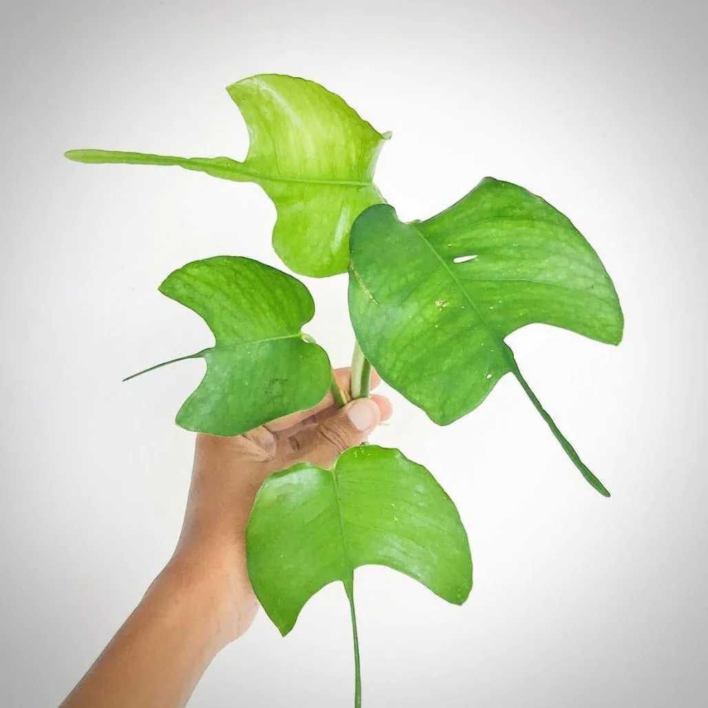 Skeleton Key: The Climbing Houseplant That Doesn’t Play By the Rules