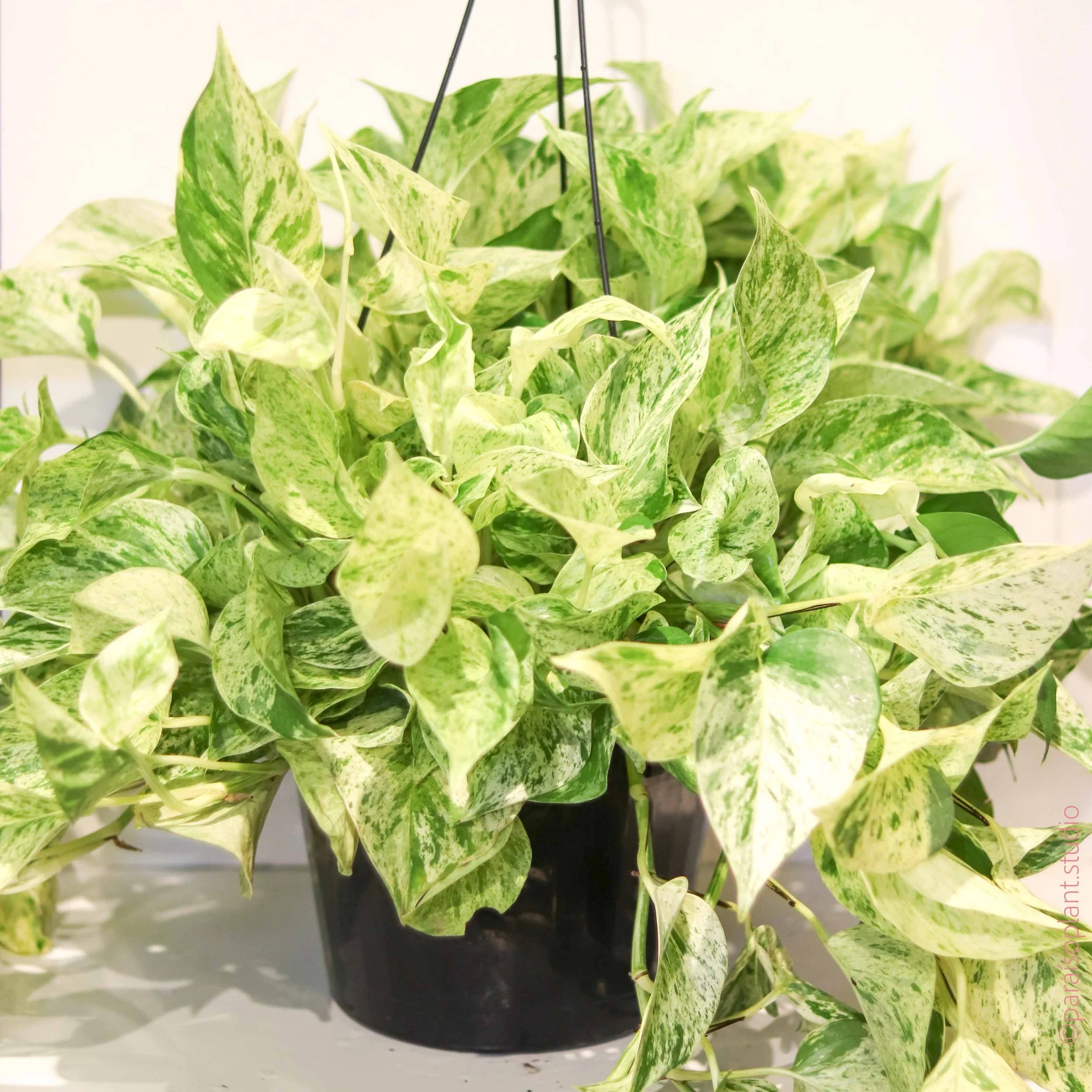 Snow Queen Pothos Isn’t Difficult — It’s Precise