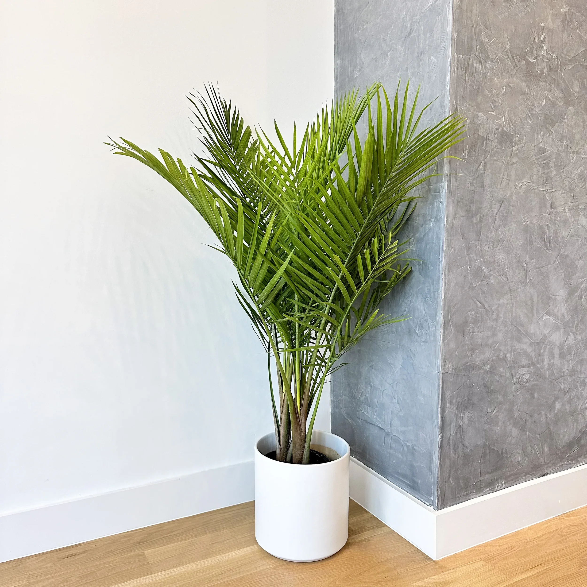 Majesty Palm Indoor Care: Why Most Struggle—and What Actually Works