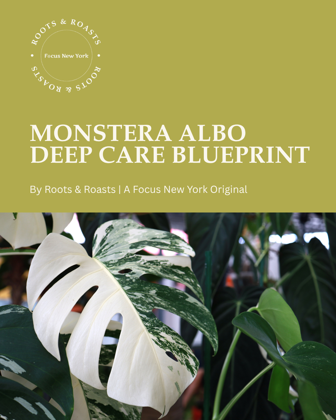 Monstera Albo Deep Care Blueprint.png