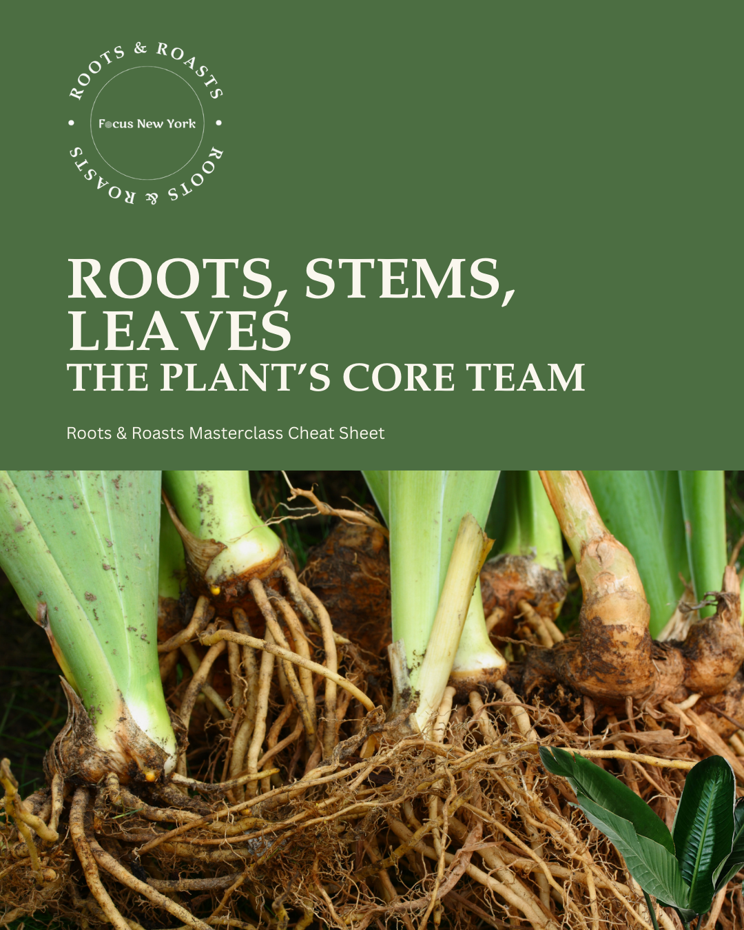 Roots, Stems, Leaves — The Plant’s Core Team.png