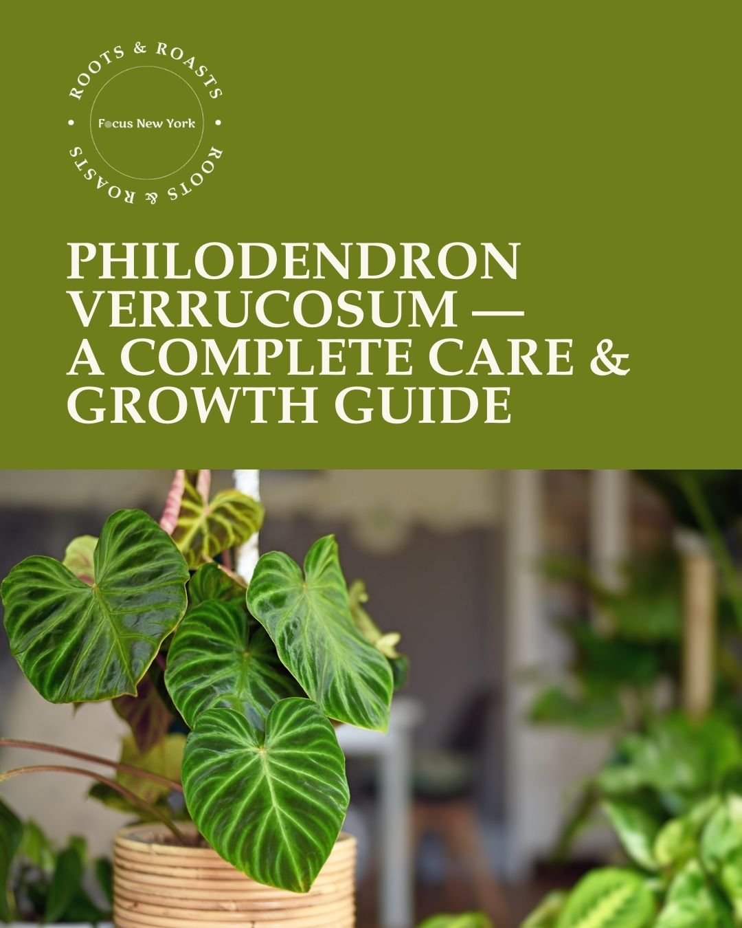 Philodendron Verrucosum — A Complete Care & Growth Guide