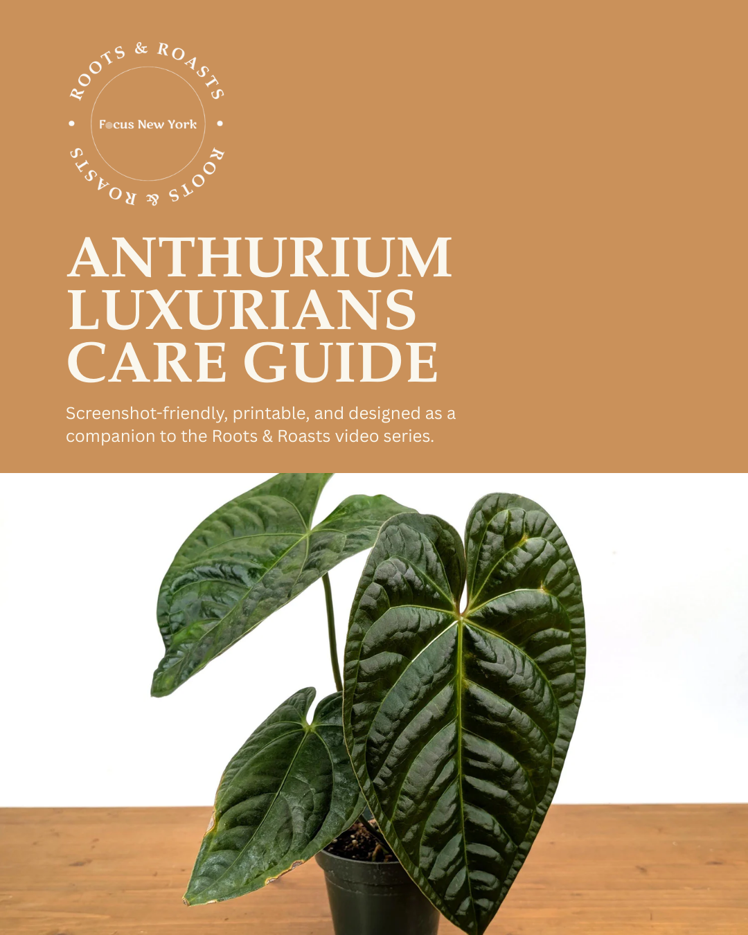 Anthurium luxurians Care Guide.png