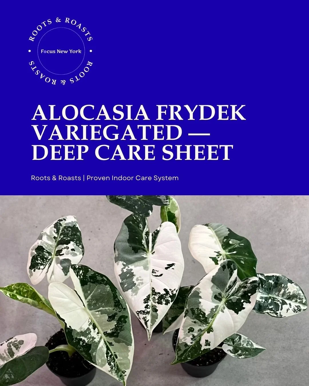 Alocasia Frydek Variegated — Deep Care Sheet