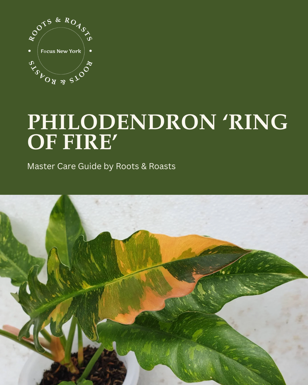 Philodendron ‘Ring of Fire’.png