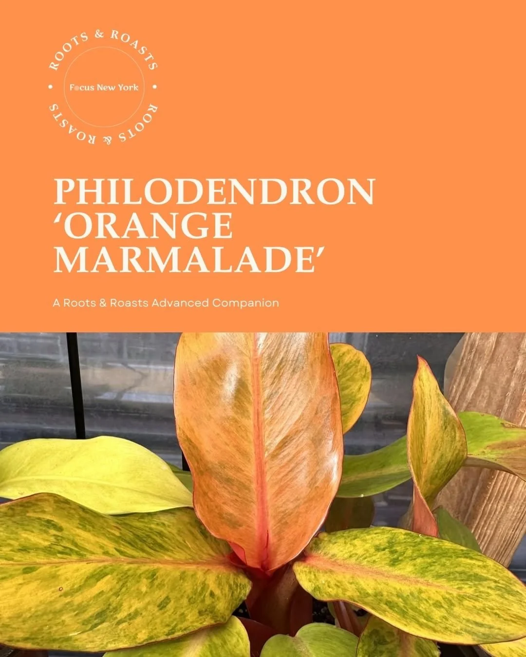 Philodendron ‘Orange Marmalade’.jpg