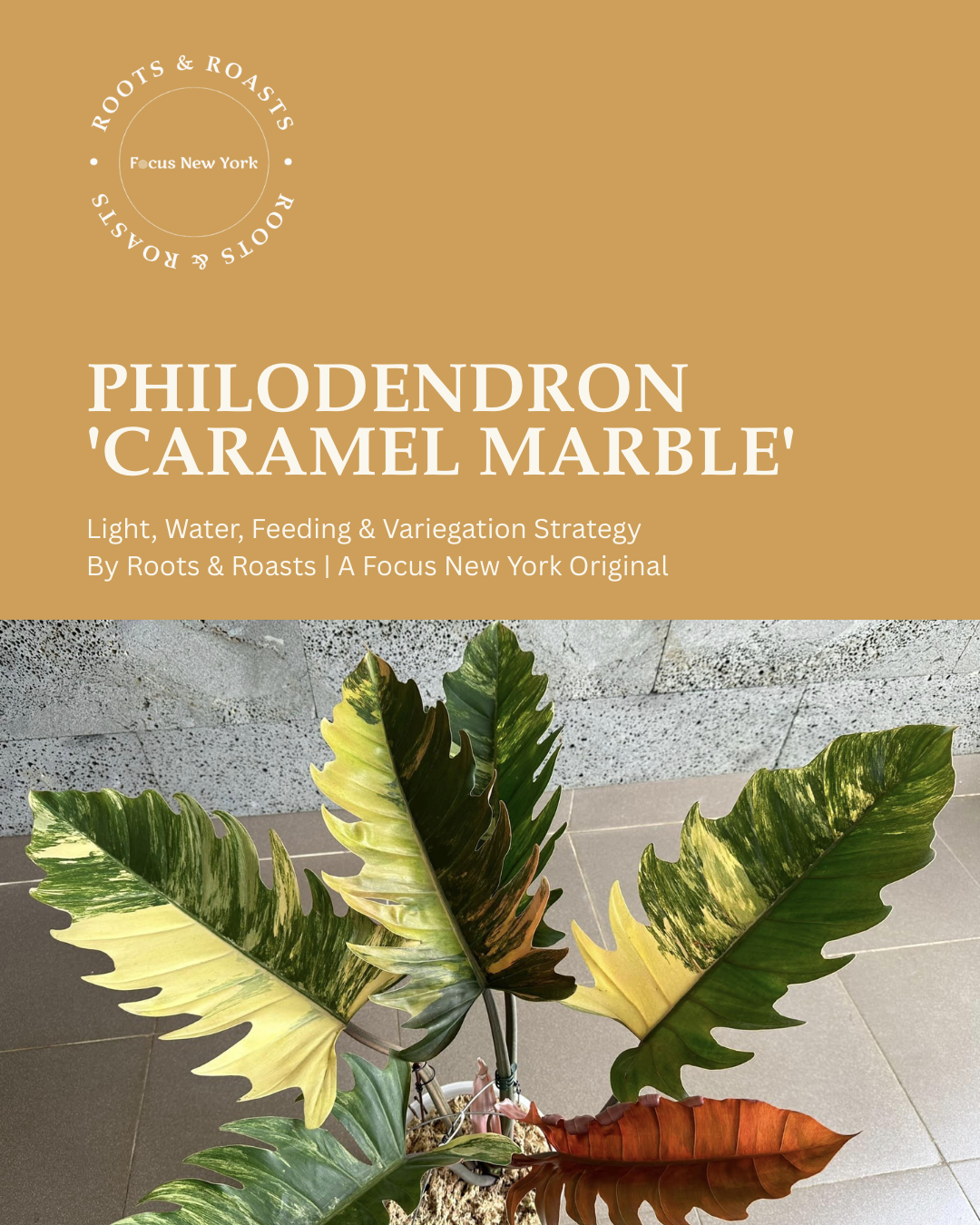 Philodendron 'Caramel Marble' Master Guide.png