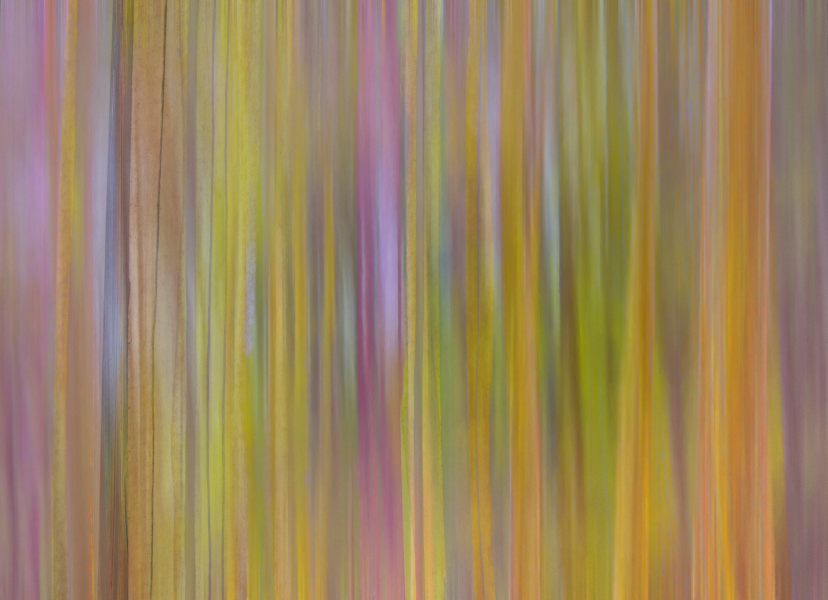 Rainbow Eucalyptus
