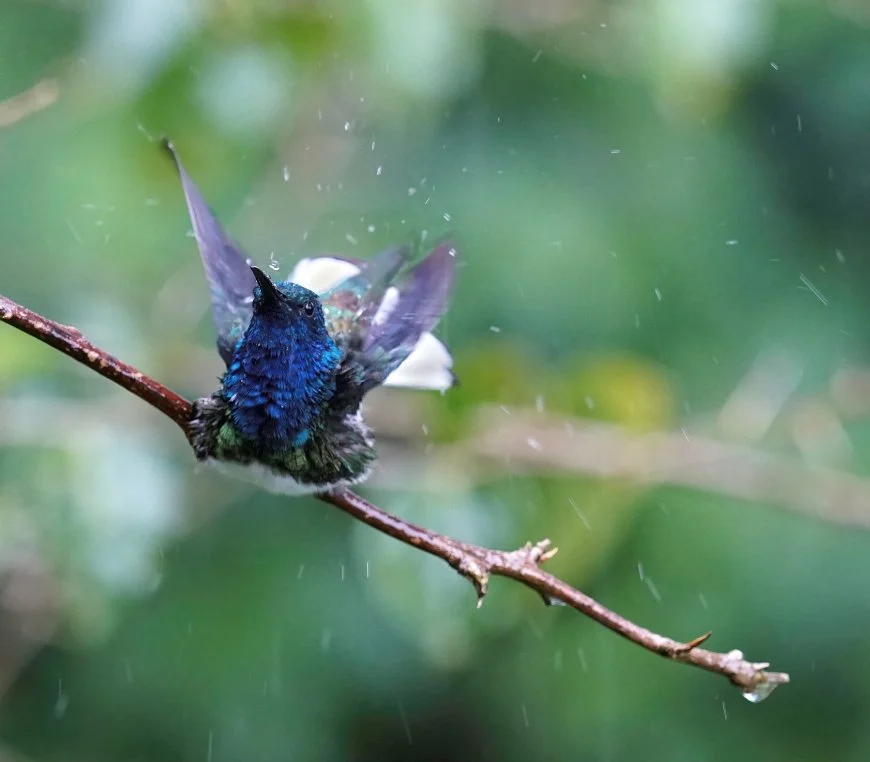 Singing in the Rain