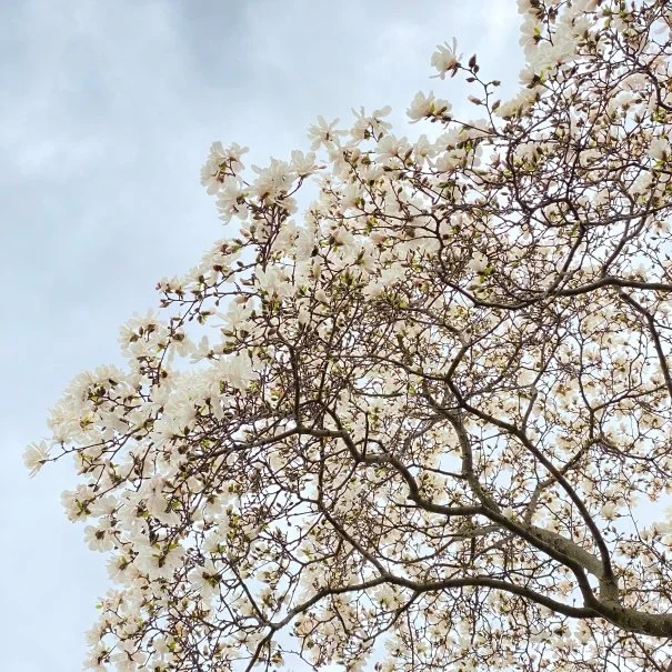 Spring Blossoms
