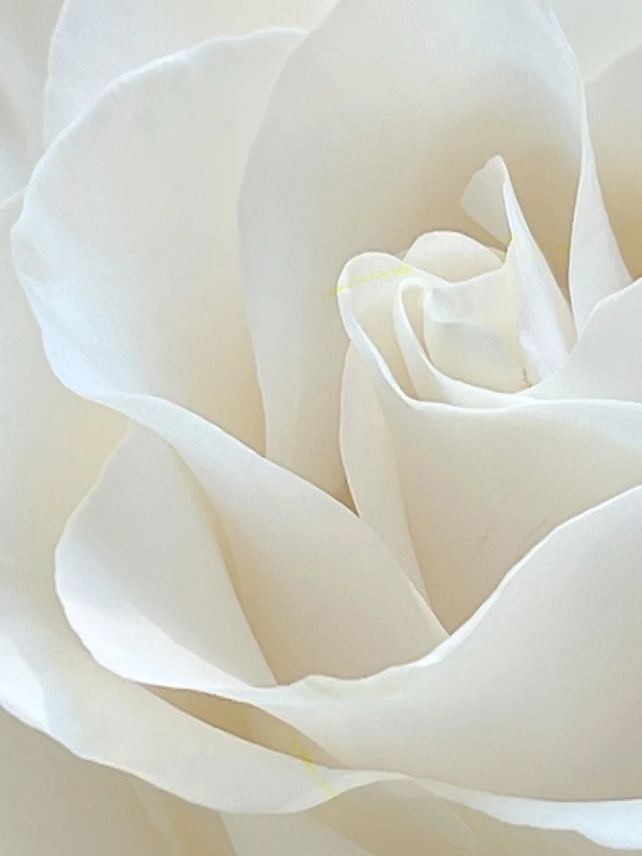 Rose Fractal