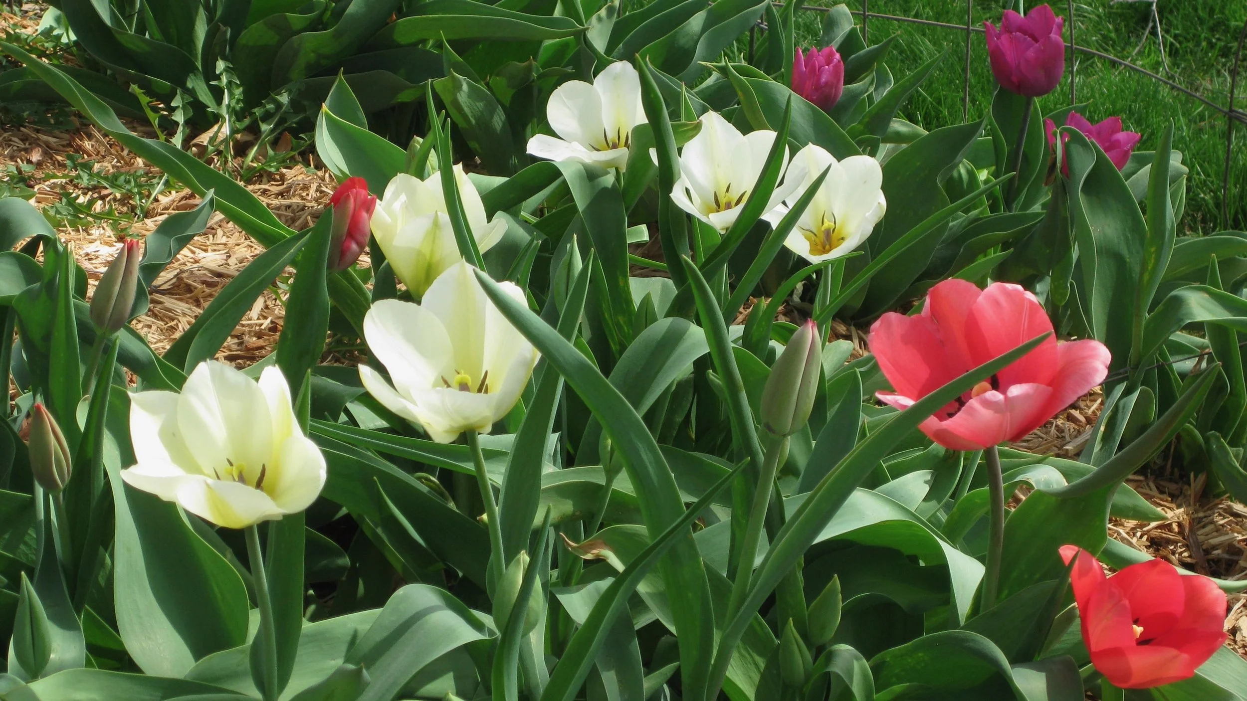 Stewards of Creation