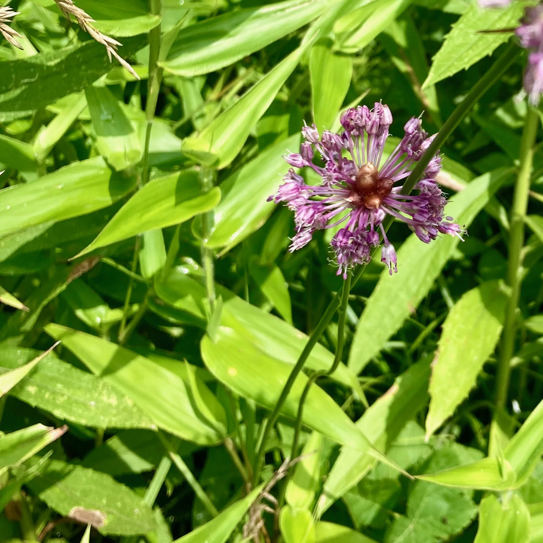A Flower in the Wilderness
