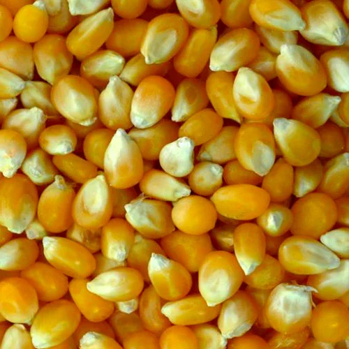 Popcorn Kernels.webp