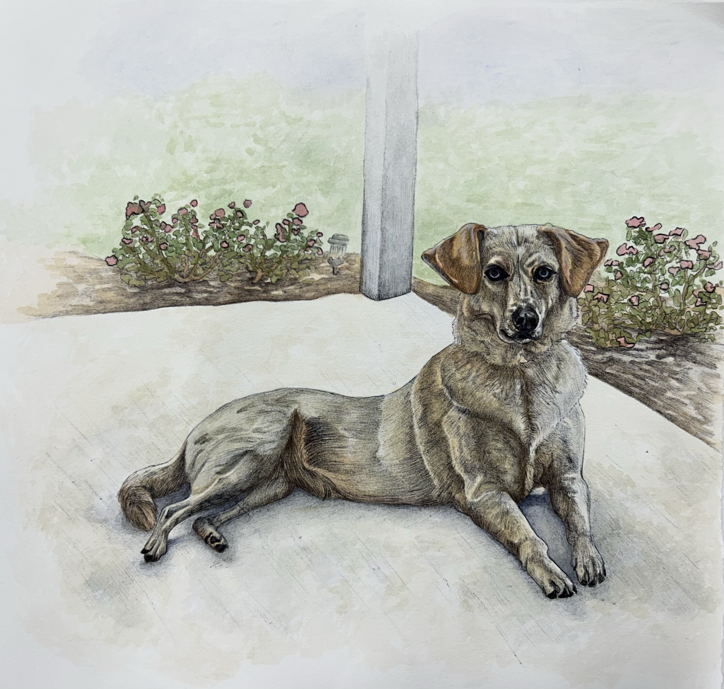 Pearl, 12"x12", watercolor and ink pen on Rives BFK.