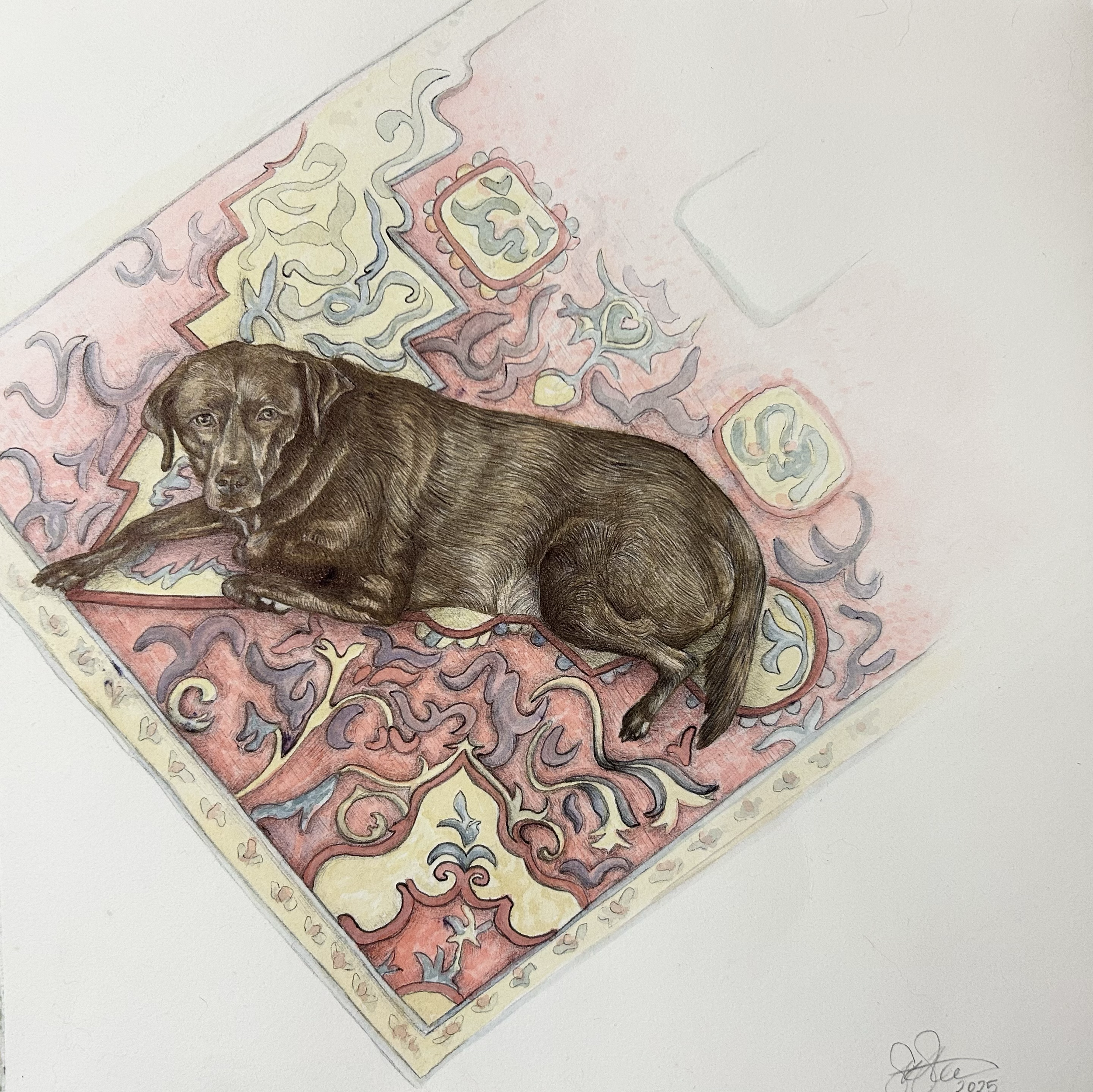 Maisie, 12"x12", watercolor and ink pen on Rives BFK. 