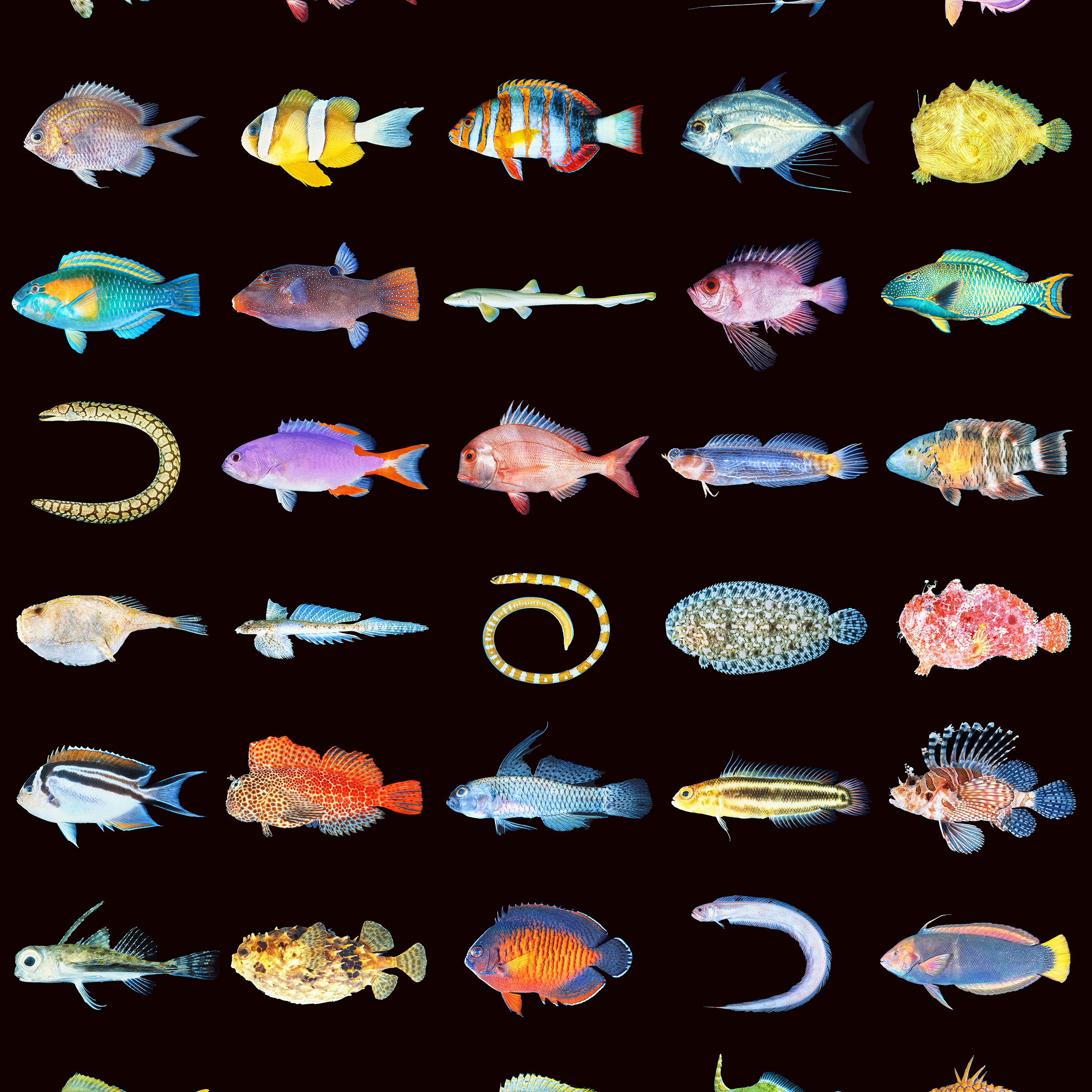 fishposterinsert.png
